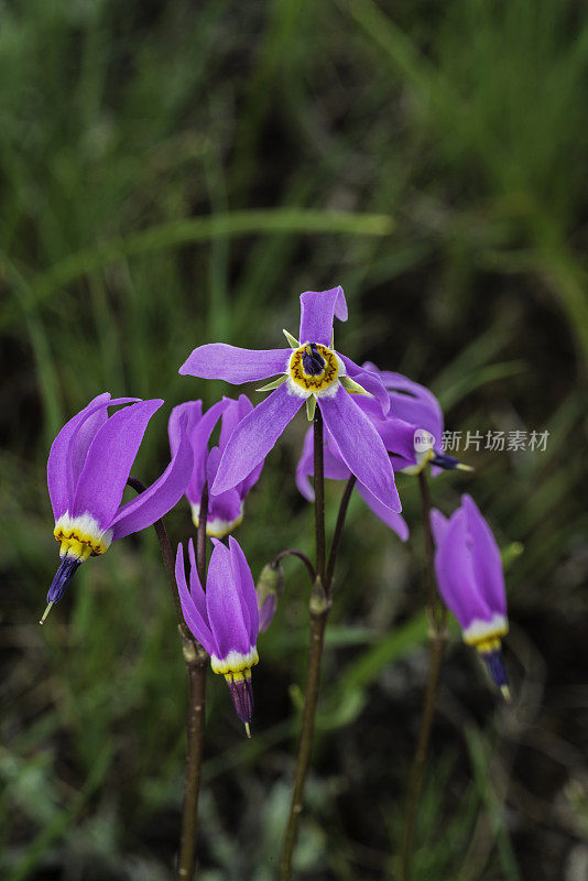 少花报春花(Primula pauciflora)或十二香报春花(Dodecatheon pulchellum)，俗称漂亮流星、少花流星、暗喉流星和草原流星。黄石国家公园，怀俄明州。